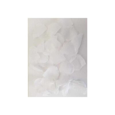 100 Pétalos  Color Blanco